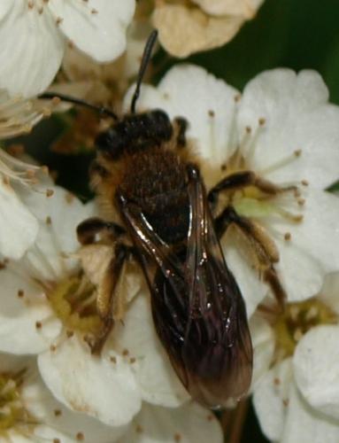 Andrena sp.