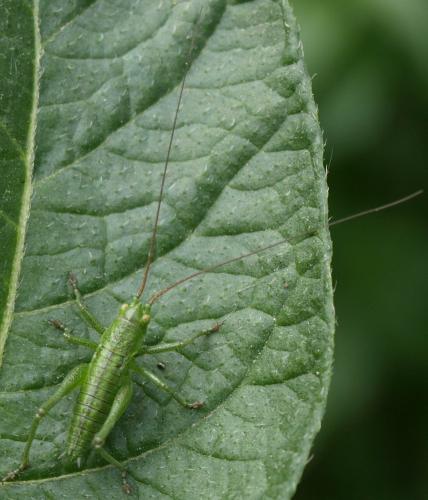 Tettigonia viridissima
