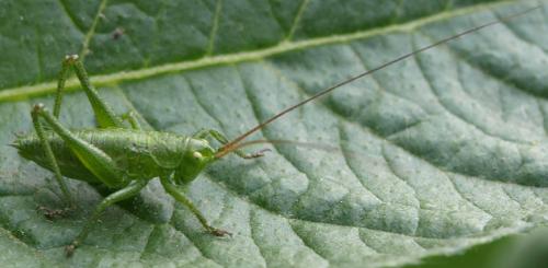 Tettigonia viridissima