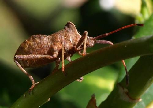 Réf. 124 222 : Coreus marginatus