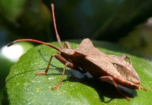 Réf. 124 223 : Coreus marginatus