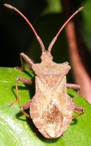 Réf. 124 224 : Coreus marginatus