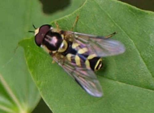 Réf. 124 302 : Dasysyrphus albostriatus