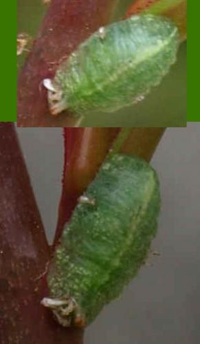Epistrophe eligans