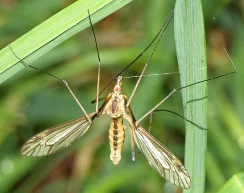 Tipula vernalis