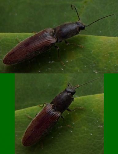 Réf. 124 589 : Athous haemorrhoidalis
