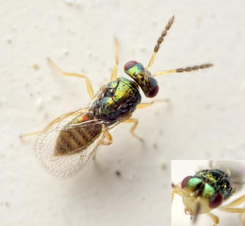 Chaenotetrastichus semiflavus