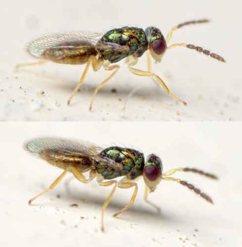 Réf. 124 271 : Chaenotetrastichus semiflavus