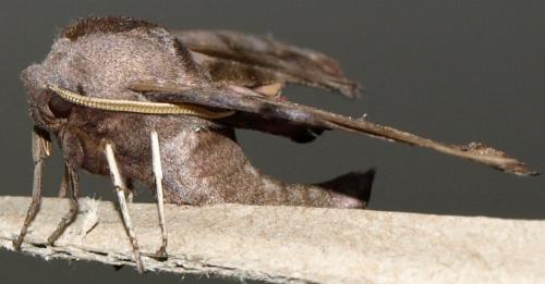 Réf. 124 164 : Smerinthus ocellata