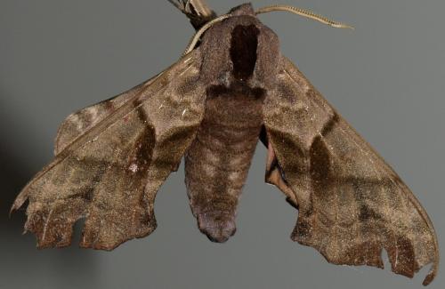 Réf. 124 165 : Smerinthus ocellata