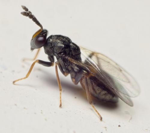 Eulophus pennicornis