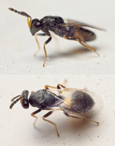 Eulophus pennicornis
