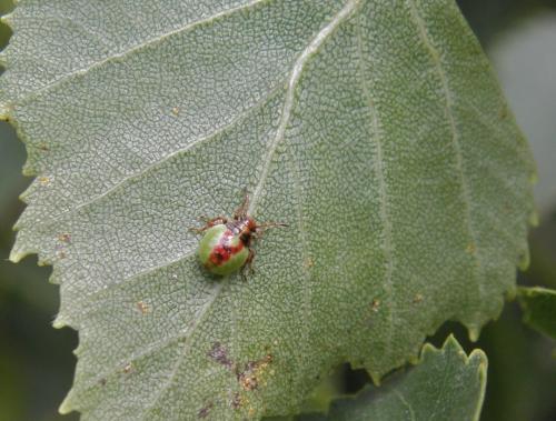 Réf. 124 242 : Elasmostethus interstinctus