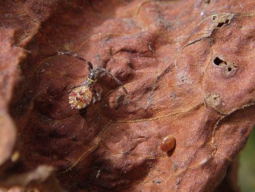 Coreus marginatus