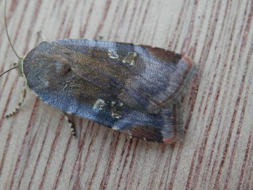 Noctua janthina
