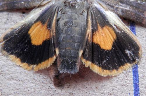 Réf. 124 172 : Noctua janthina