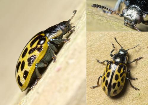 Réf. 124 507 : Chrysomela vigintipunctata