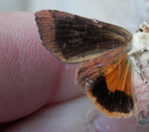 Noctua janthina