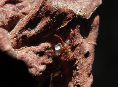 Réf. 124 291 : Coreus marginatus