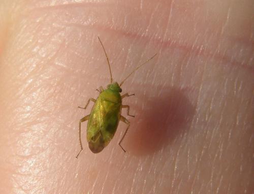 Réf. 124 381 : Megalocoleus tanaceti