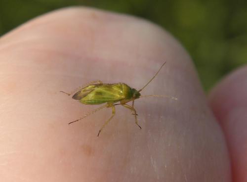Réf. 124 382 : Megalocoleus tanaceti