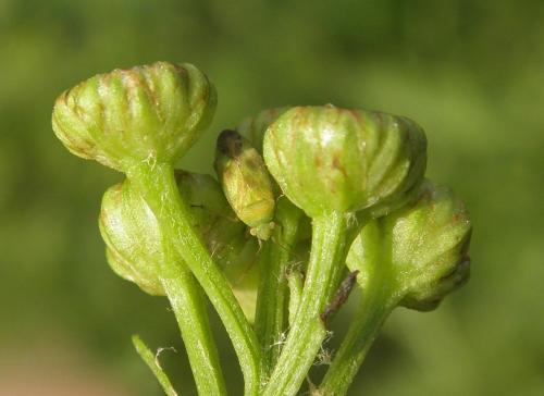 Megalocoleus tanaceti