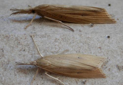 Réf. 124 280 : Chilo phragmitella