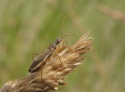 Nabis flavomarginatus