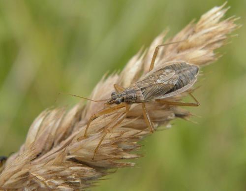 Nabis flavomarginatus