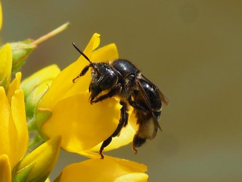 Macropis europaea
