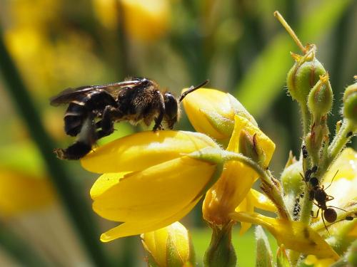 Macropis europaea