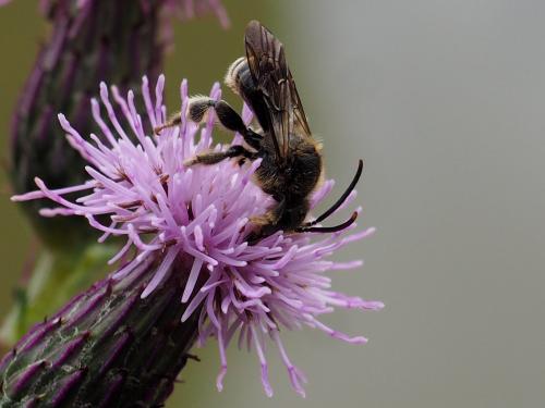 Macropis europaea