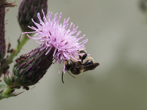 Macropis europaea