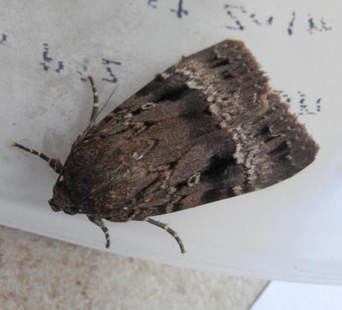 Amphipyra pyramidea