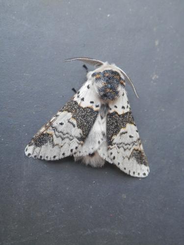 Furcula bicuspis