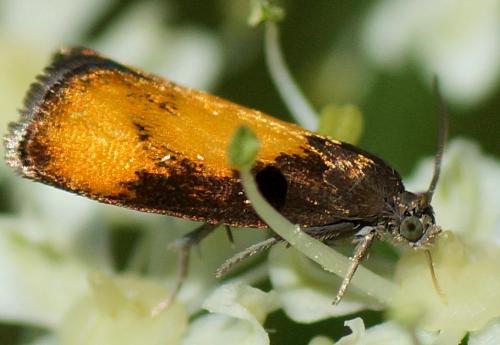 Réf. 124 526 : Pammene aurana