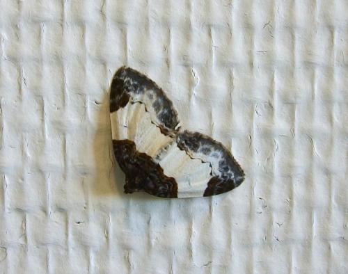 Réf. 124 135 : Mesoleuca albicillata