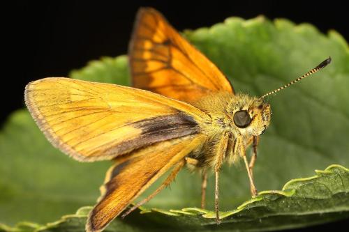 Ochlodes sylvanus