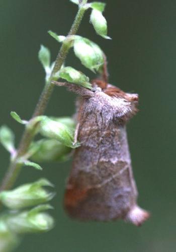 Clostera pigra