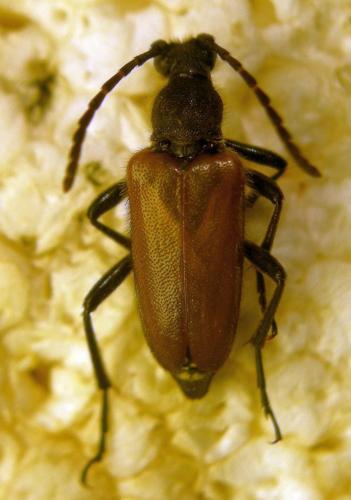Réf. 124 225 : Stictoleptura sp.