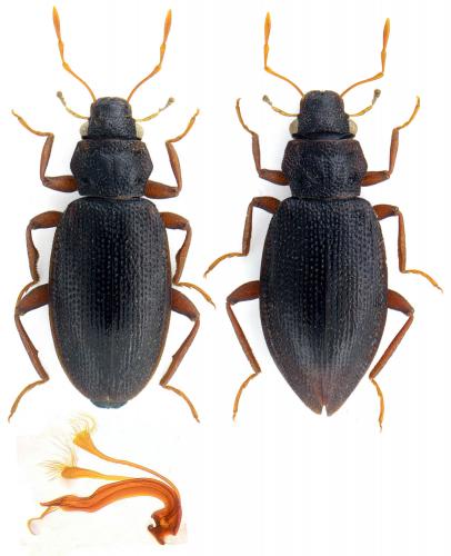 Hydraena subacuminata