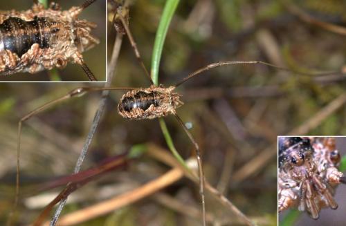 Phalangium opilio