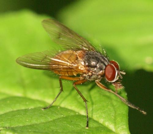 Phaonia rufiventris