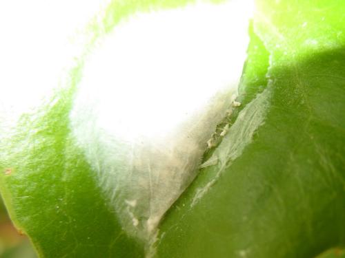 Philodromus sp.