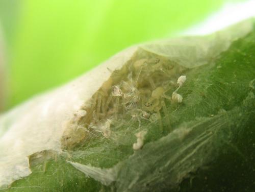 Philodromus sp.