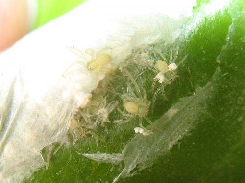 Philodromus sp.