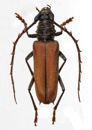 Réf. 124 195 : Atiaia consobrina