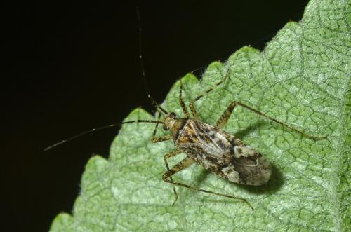 Réf. 124 054 : Phytocoris sp.