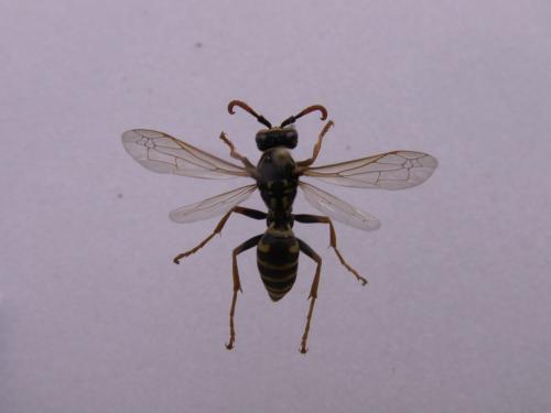 Polistes dominula
