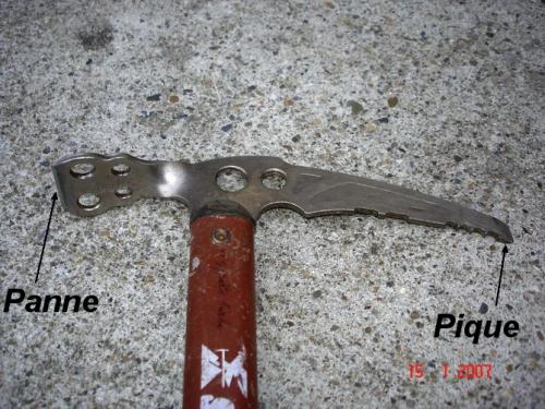 Piochon sp.